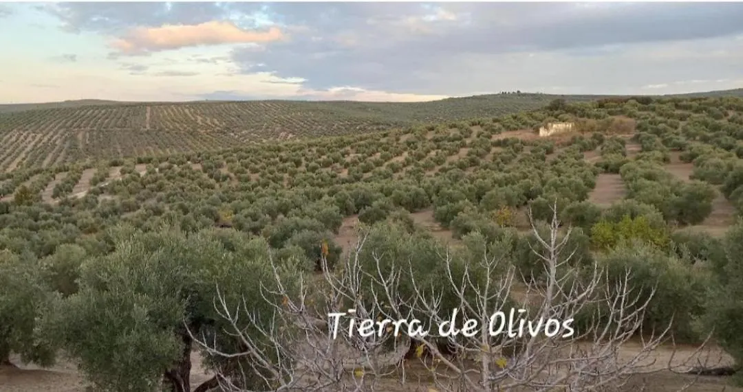 Apartment Alojamiento Vival Pineda Baeza